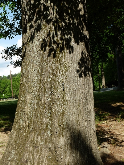 {Quercus nigra}